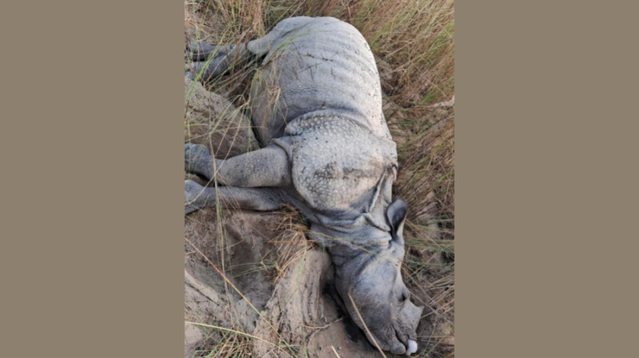 Rhino found dead in Madhyabindu
