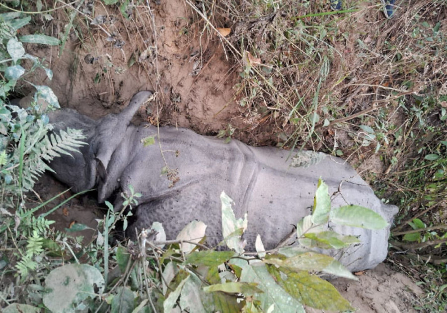 Male rhino found dead in Chitwan