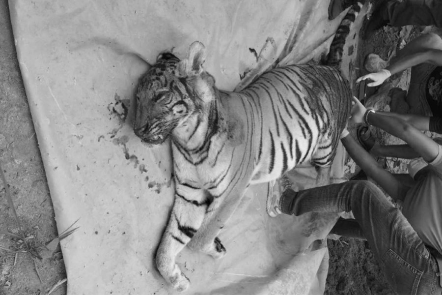 Adult female tiger found dead in Nawalparasi