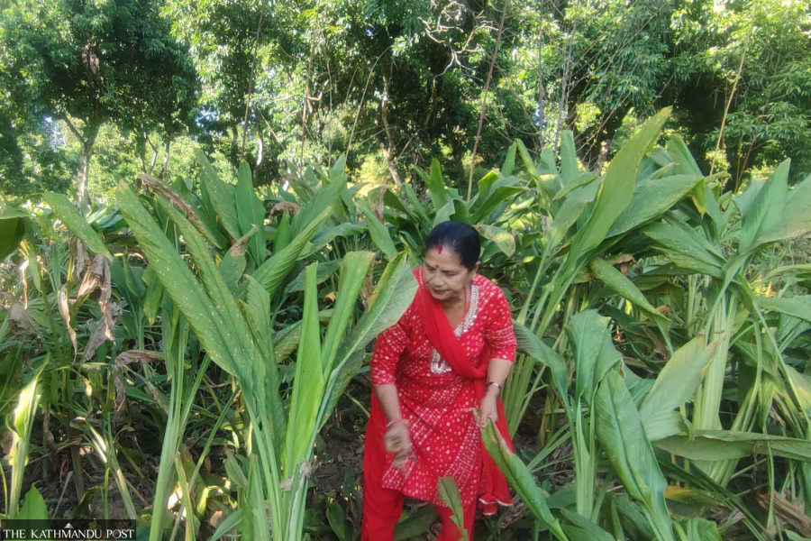 Turmeric: Women love what monkeys hate