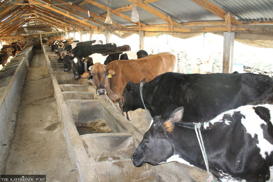 Flush season brings relief to dairies as farmer dues largely cleared