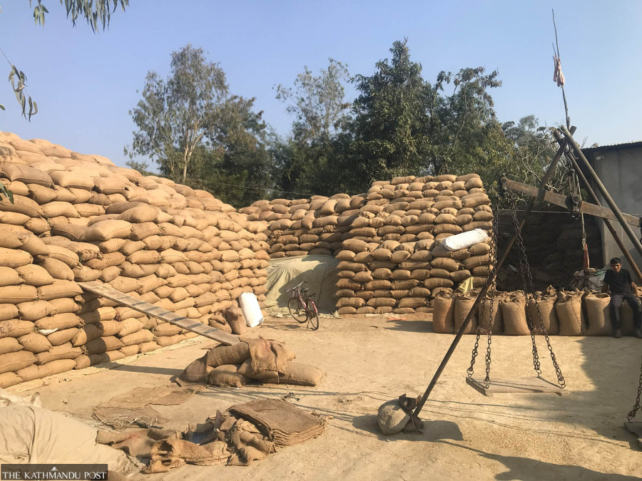 Farmers in Kailali struggle to sell paddy