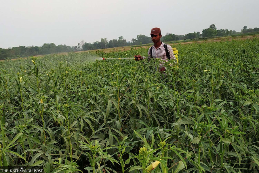 Nepal lab tests reveal hazardous levels of pesticides in vegetables in market