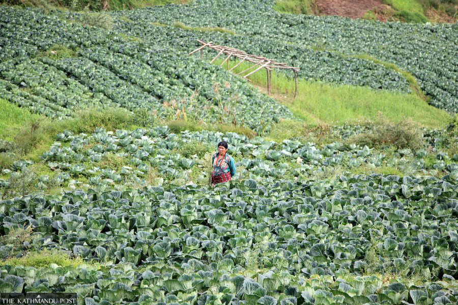 Veggie prices soar 200 percent on weddings, crop delays