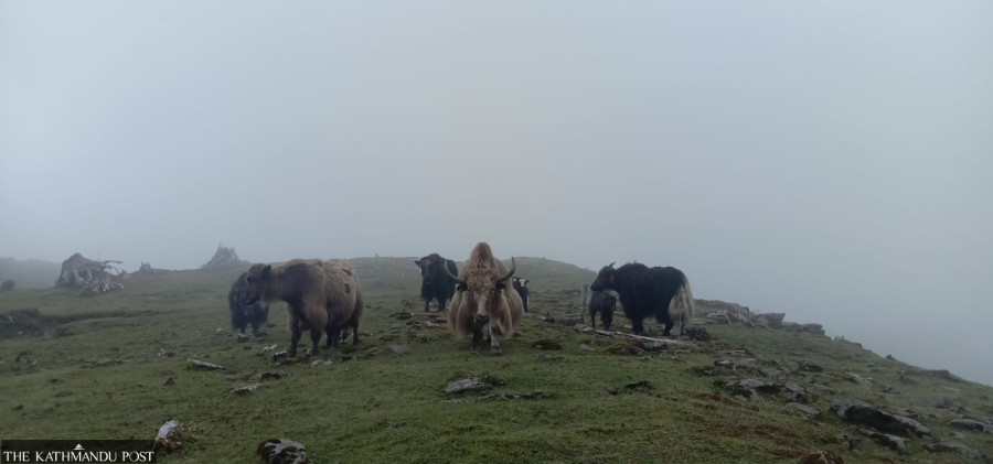 Yak and chauri farmers struggle amidst border restrictions