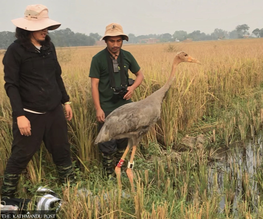 In Nepal’s first, rare sarus cranes fitted with satellite transmitters