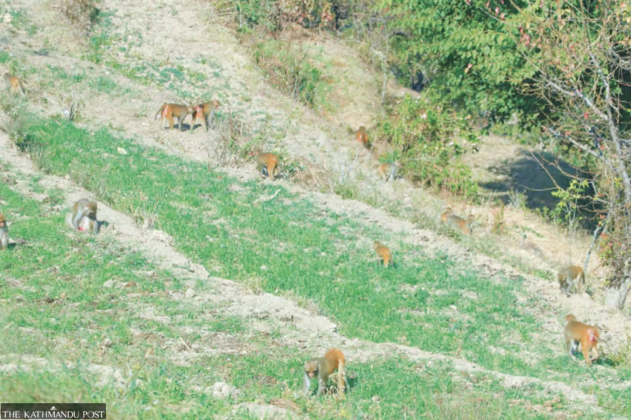 Indian district is sterilising menacing monkeys, but Nepal’s border villages have no protection from primates
