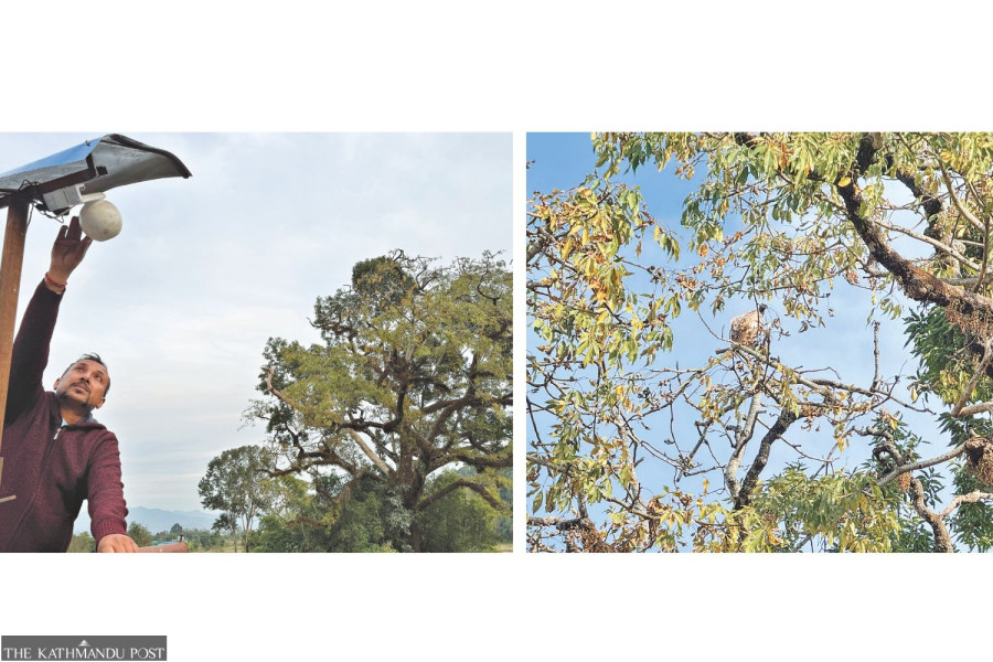 CCTV camera monitors critically endangered vultures in Kaski