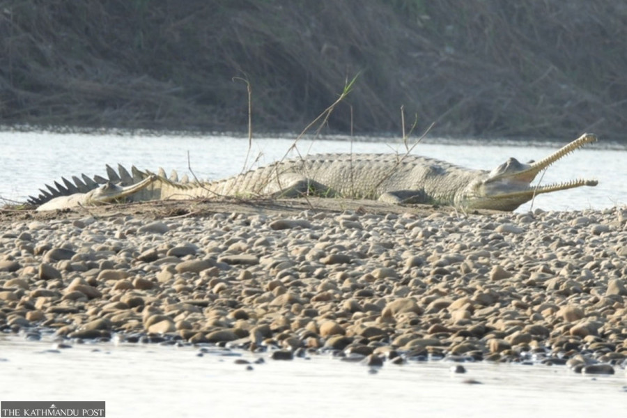 Gharial numbers up, but fall in Narayani