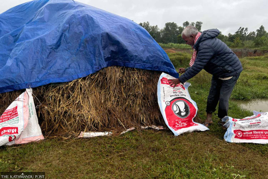 Unseasonal rains devastate paddy harvest across Nepal