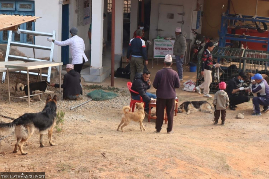 135 dogs sterilised, 195 vaccinated in Panchthar