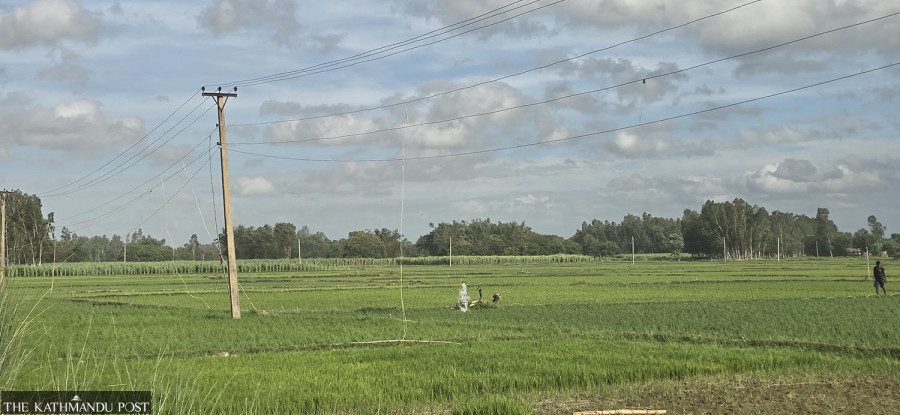 Drought-hit farmers die hooking wires to mains for irrigation