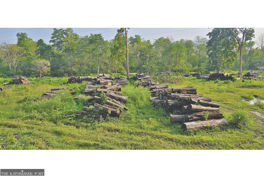 Timber worth millions rotting in Madhesh as red tape stalls auctions