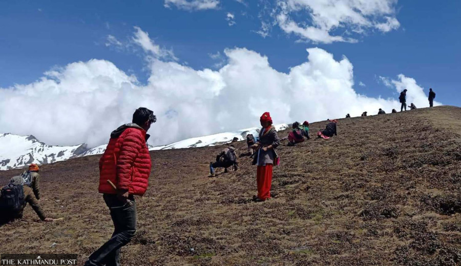 Risk is high, but returns are low for yarsagumba collectors