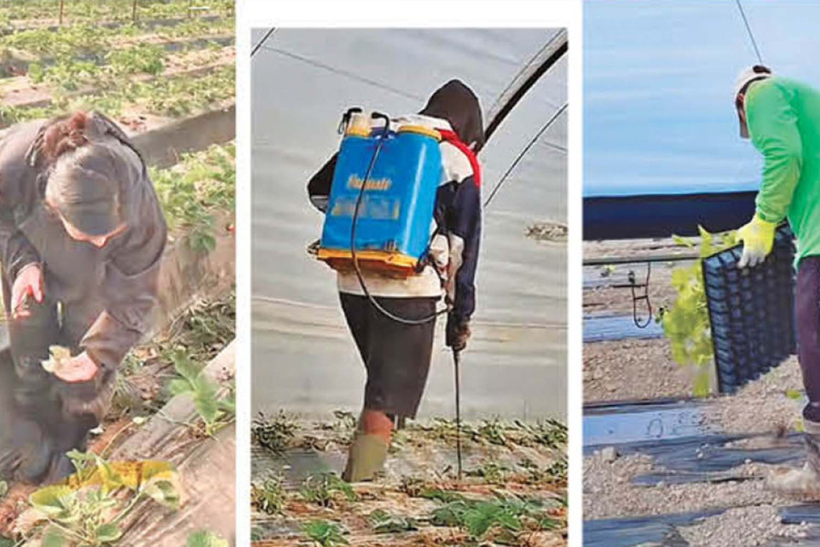 Undocumented Nepalis face exploitation in Greece’s strawberry fields