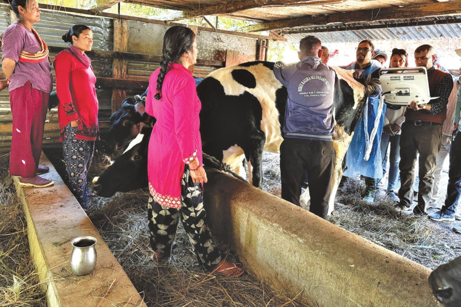 Palpa farmers get livestock ultrasound services at home