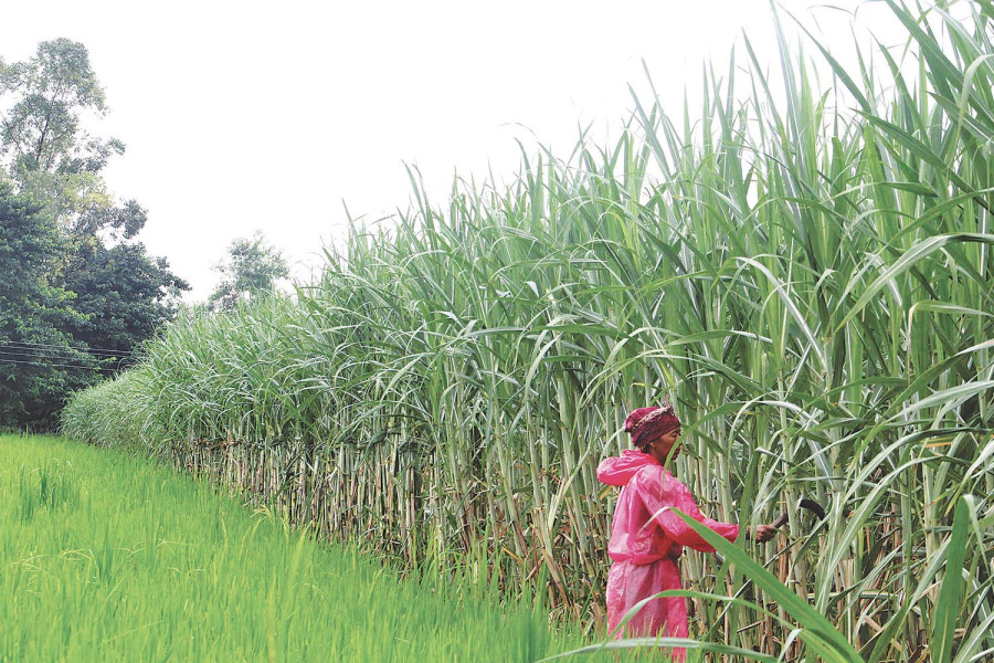 Sugarcane farmers settle for reduced subsidy amid political uncertainty