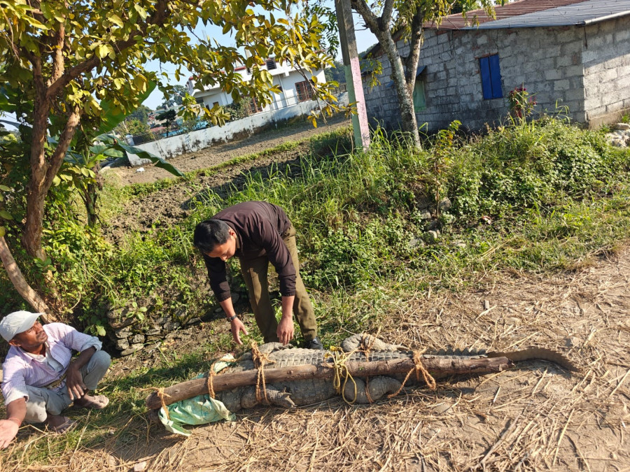 Crocodiles and pythons add to tiger and elephant threat to Chitwan park buffer zone residents