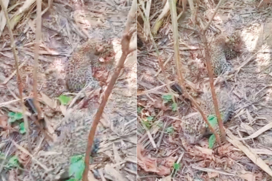 Fear grips Bardiya after leopards kill three persons in a month