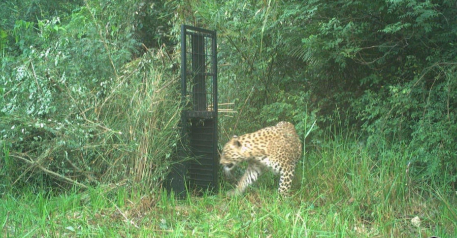 Four killed in leopard attacks in Bardiya this fiscal year