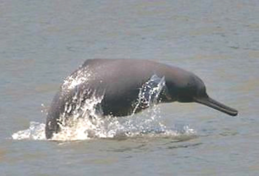  Dolphin population in Karnali river drops to three