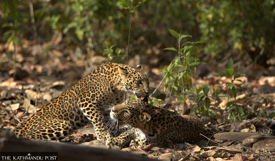 Living with leopards in the Himalayas