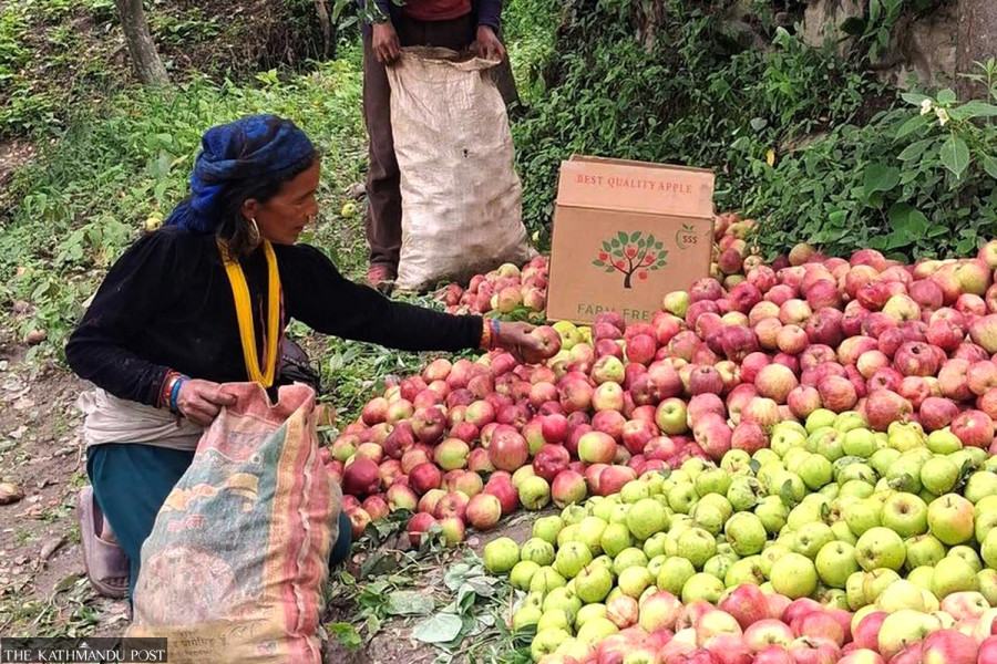 Border disruptions push up apple prices ahead of Dashain