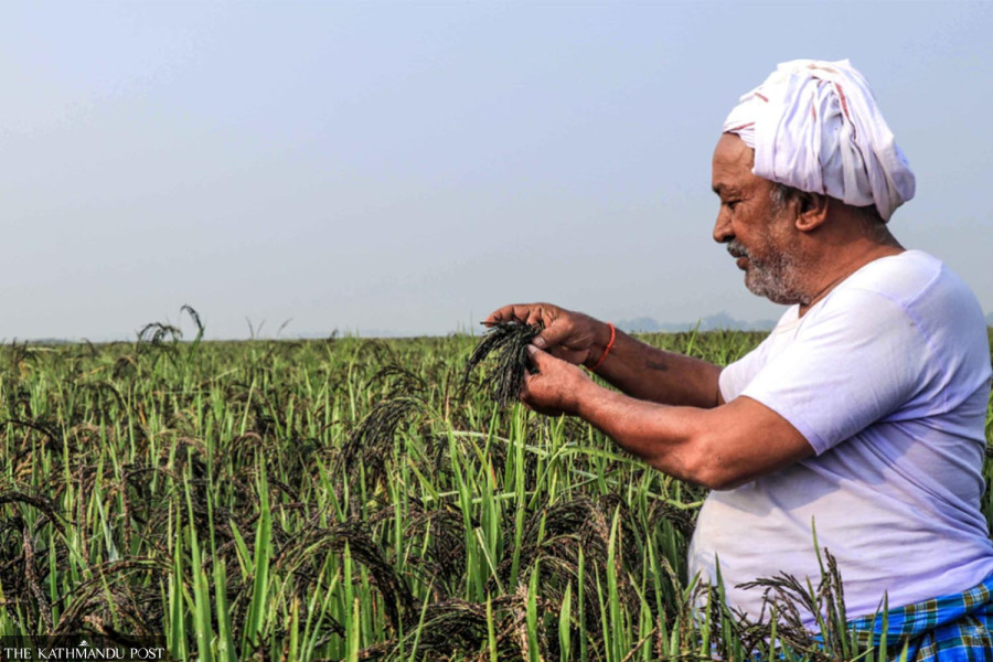 Who owns basmati? Nepal enters a global battle over a prized grain