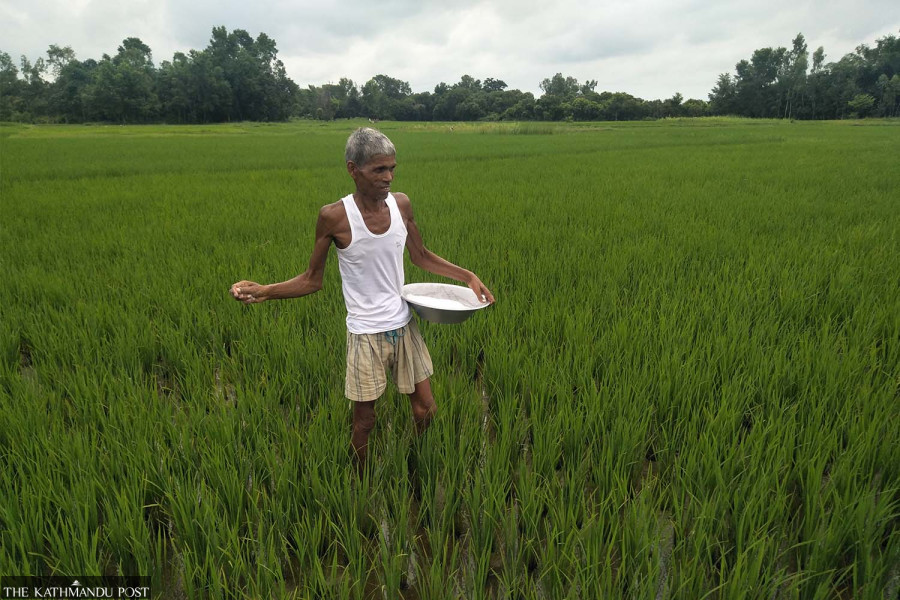 Nepal seeks urgent fertiliser imports from India ahead of paddy season