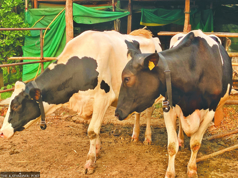 In Sindhuli, cows are connected