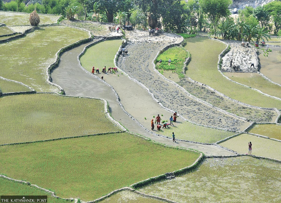 Late monsoon slows Nepal’s paddy transplantation, but experts say there’s no need to worry