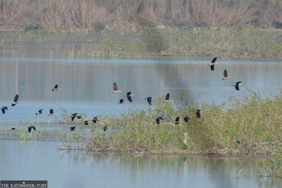 As Chitwan’s wetlands shrink, migratory birds are vanishing