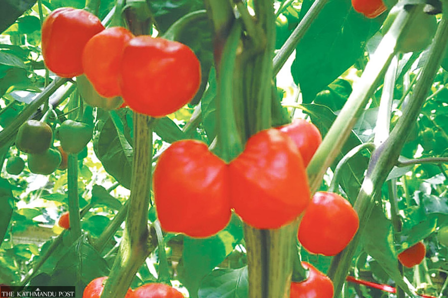 Farmers can’t beat monkeys. They change crops instead