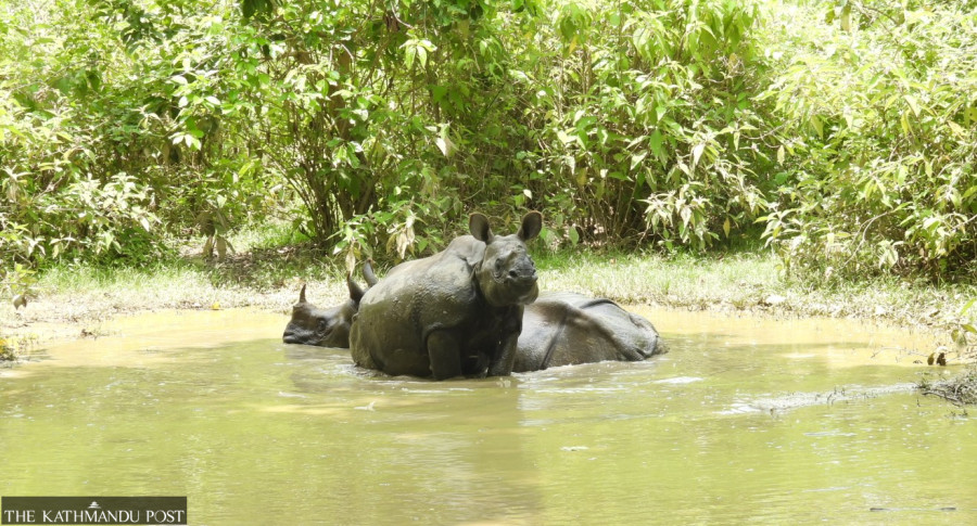 Solar power inside forests, sirens in villages to curb wildlife attacks
