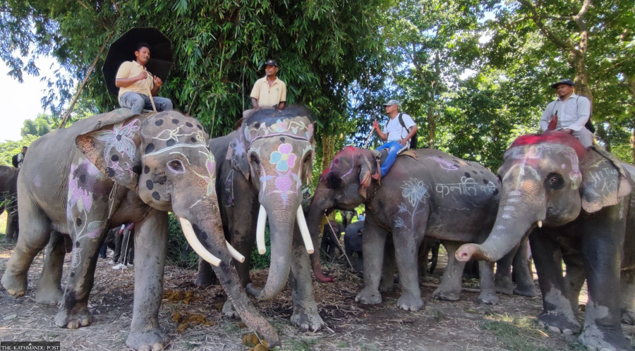  Sauraha elephant safari caught between animal welfare and livelihoods