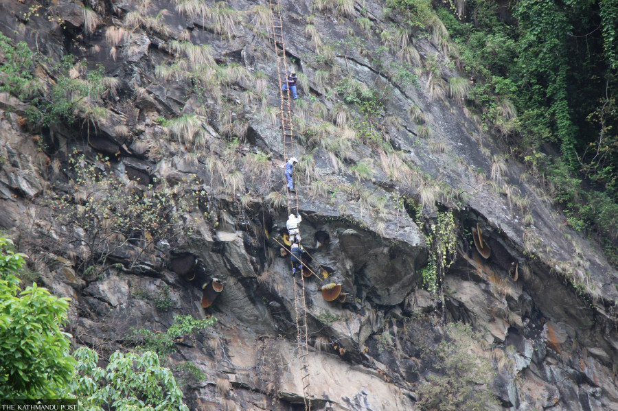 Tourists flock to witness cliff honey hunting in Lamjung