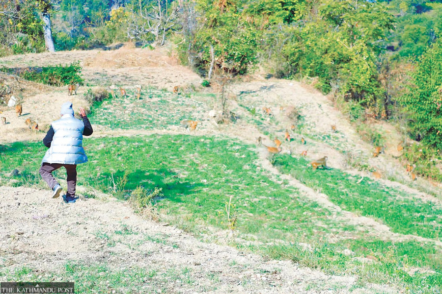 Crop-raiding monkeys are leaving hill farmers nothing to live on