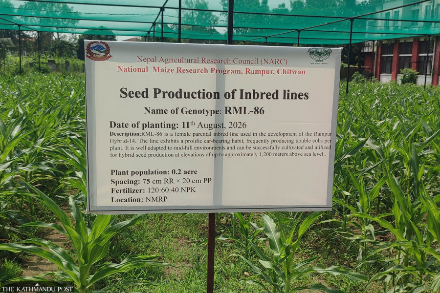 New hybrid maize variety ‘Saugat’ promises relief for farmers facing extreme weather