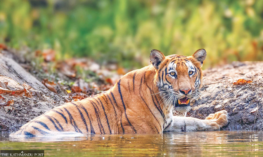 Habitat concerns grow as Nepal counts a record 429 tigers