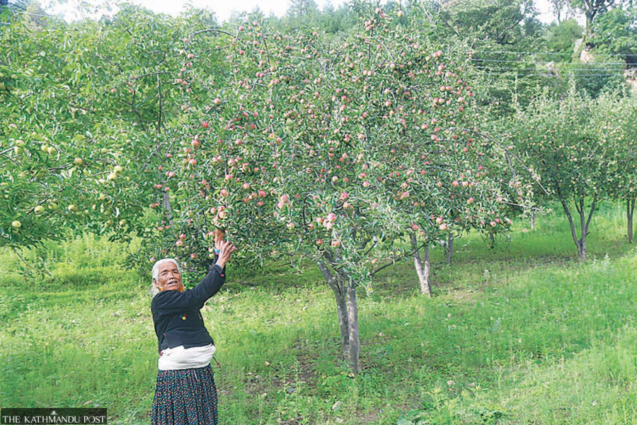 Karnali apple farmers’ market worry sets in months before harvest season
