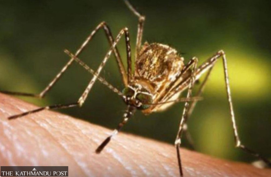 Past outbreaks offer little lesson as Japanese encephalitis deaths rise 