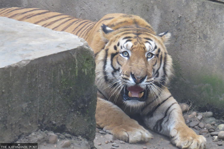 Women face higher risk of death in Nepal’s tiger attacks