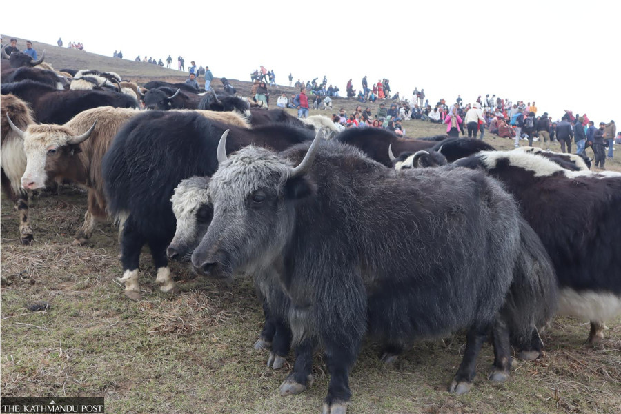 High-altitude chauri festival draws crowds despite harsh conditions