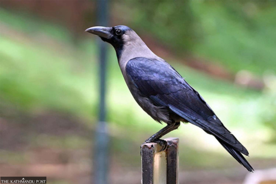 Fresh bird flu detection in dead crows keeps Central Zoo shut
