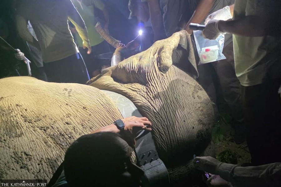 Notorious killer elephant tracked again after fatal attacks in Chitwan