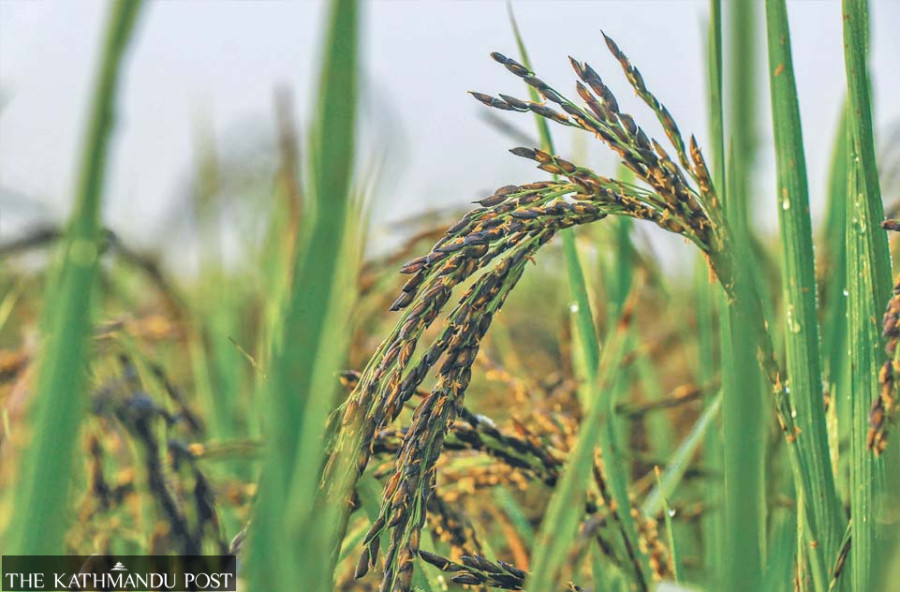Nepal is growing more rice but losing indigenous varieties