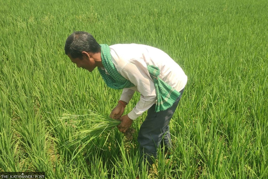 Flood-prone farmers in Kailali turn to spring paddy to secure livelihoods