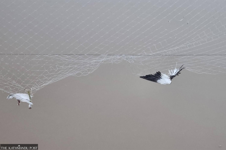 Climate change poses growing threats to migratory birds in Nepal