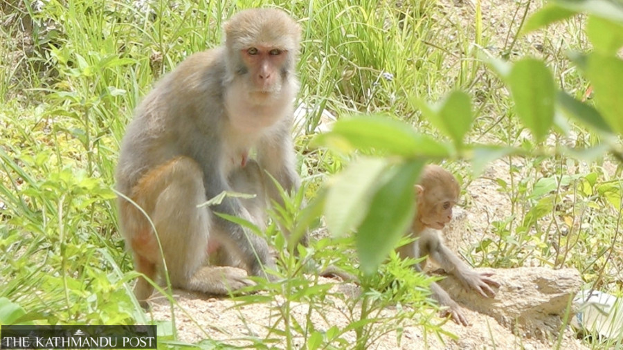 Laligurans Municipality declares public holiday to drive away monkeys