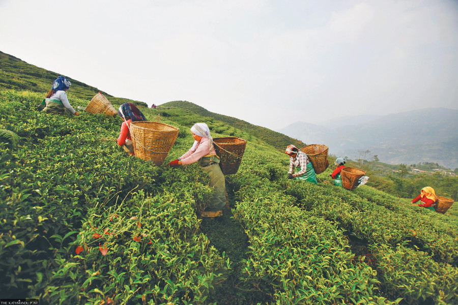  Nepali tea exports disrupted twice in two weeks due to India quality testing